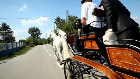 Men sitting on horse drawn carriage on road