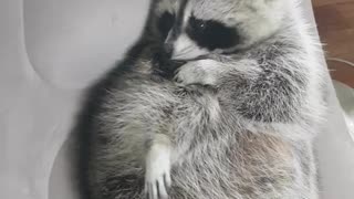 Raccoon sits on the air couch and grooms himself.