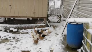 Call Ducks First Snow