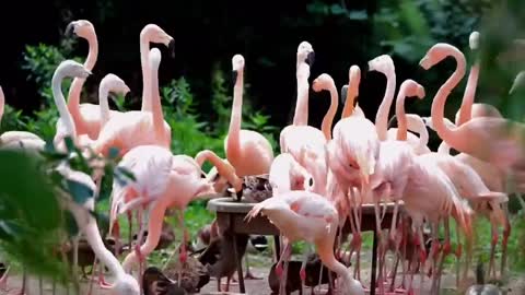 Natural Beauties of Flamingos