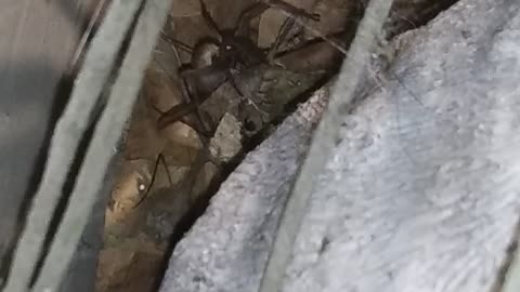 Spider catches a snack!!