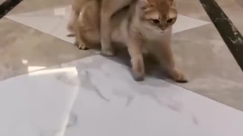 careful kitten with puppy
