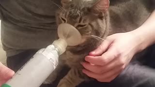 Owner Demonstrates How Kitty Asthmatic Treatment Is Performed