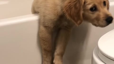 Puppy Dog Beached on Bathtub