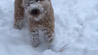 Golden dog with head in snow