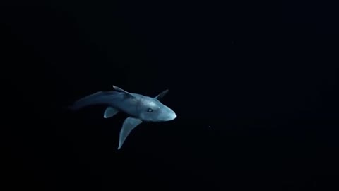 Bizarre Deep Sea Creatures Top 11