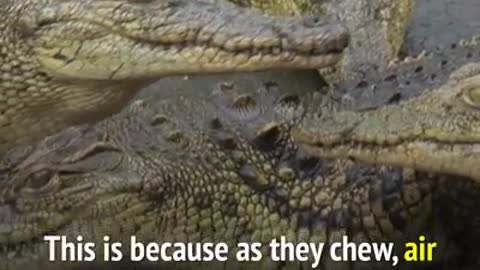 Amazing facts about crocodiles