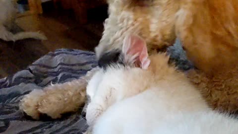 Puppy giving Kitty love bites