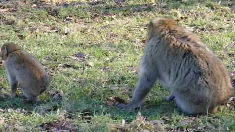 funny monkeys at lunch