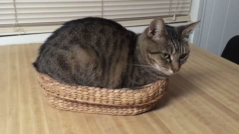 Tiger cat sitting on a chicken egg🙀😺