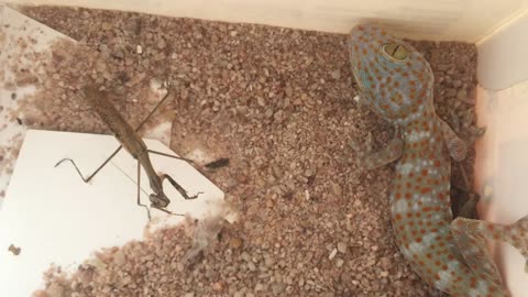 mantis react look gecko