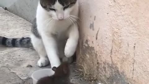 Cat vrs Rat