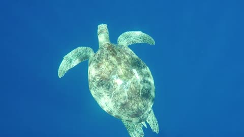 BEAUTIFUL SEA TURTLES SWIMMING UNDER THE SEA, COMPILED VIDEOS [UPDATED 2022]