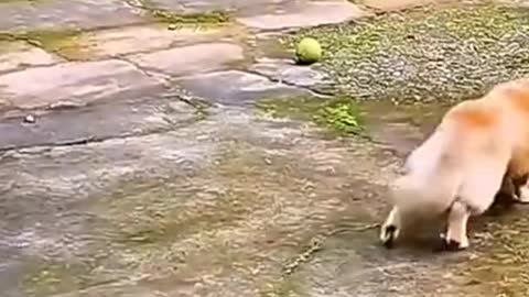 Funny animal fails compilation :"D