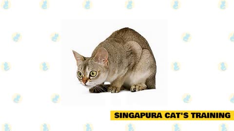 Facts and Myths about the Singapura Cat