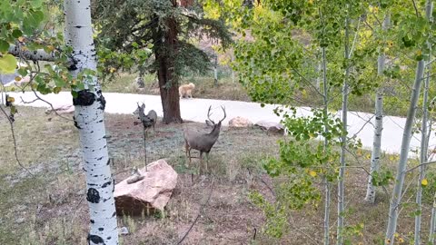 Deer Curiously Watches Dog Retrieve Paper