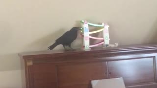 Clever Crow Plays with Toy Car
