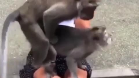 Monkey funny video#animal funny#qute animal#qute pets#funny pets