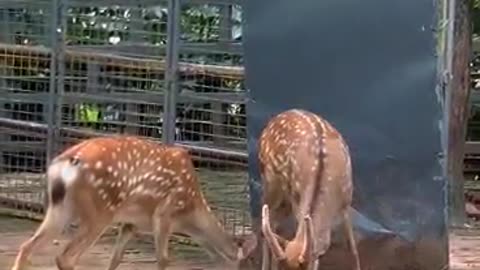 Big deer takes young deer to learn skills