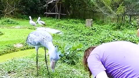 Stupid bird plucking its own feathers to men