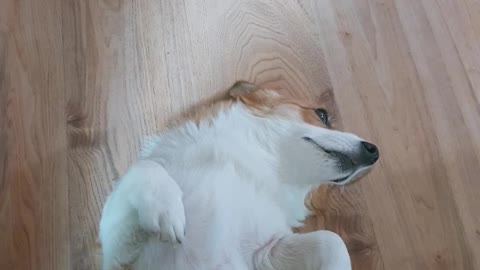 Welsh corgi, who was sleeping like a baby