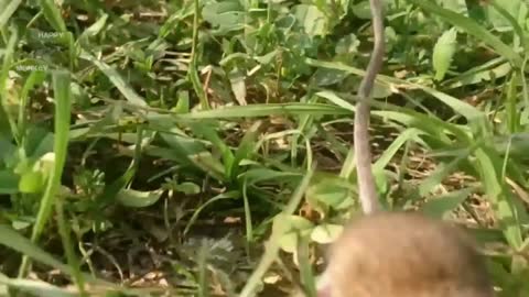 Funny Mice Compilation