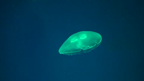 Beautiful jelly fish swimming through the water