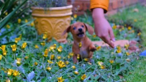 Massive New Foundland Think He's A Tiny Lap Dog. A Cute Puppy Playing With Ball