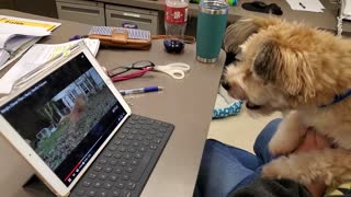 Confused puppy thinks he sees himself on TV, tries to make contact