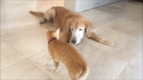 Cute Dog and cat video- enjoy this Beautiful Video
