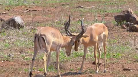 1 - minute - kruger National park