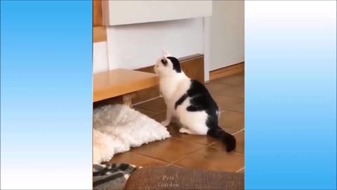 Cute and Funny Cat Videos
