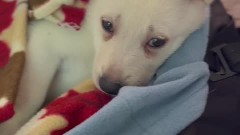 Four week old white German shepherd puppy🥰