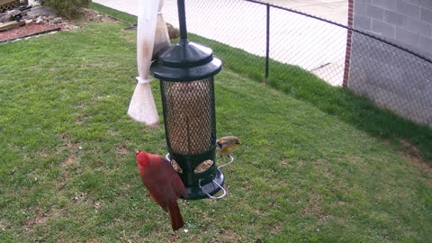 Finches and Friend April 2, 2021
