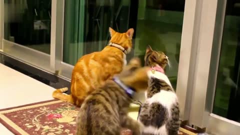 Funny Cats and Kittens Meowing Competition😻😹😹😹😹😹😹😹😹😹