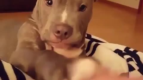 Funny dog clip