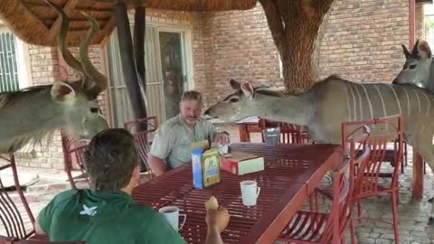 Kudu eating Rusks