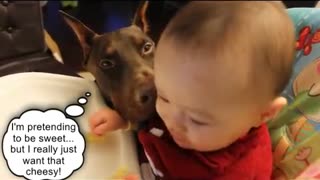 Sneaky dog steals food from baby