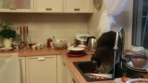 MY RACCOON LOVES TO WASH DISHES