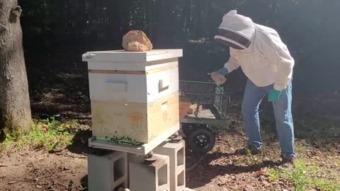 The Frank Bee Hive, September 26th 2021