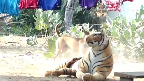Troll Prank Dog Funny With Fake Lion and Fake Tiger
