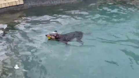 Cute Dog Leaping In The Pool