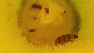 Bees in cucumber pollinating