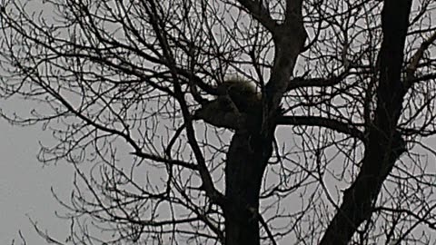 Porcupine in Tree! #1: Trailer on Upcoming Motion Picture