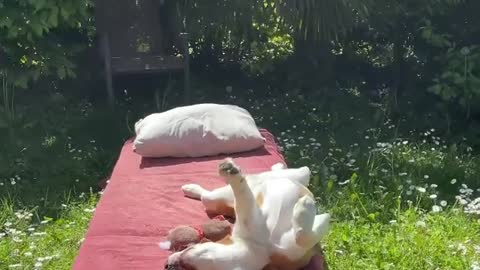 Cute funny dog ​​playing with statue!