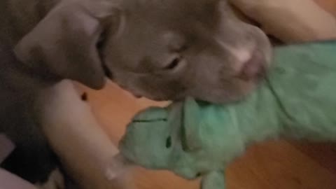 Ferocious Pocket Bully