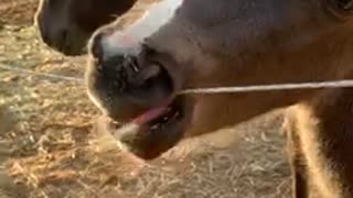 This foal is lucky the electric fence is turned off