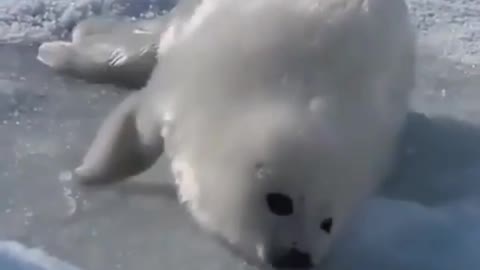 Seal baby cute ❤️🙈 2021