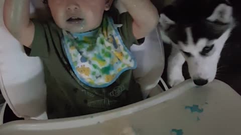 ADORABLE Husky puppy licks ice cream off 1yr olds face while he giggles