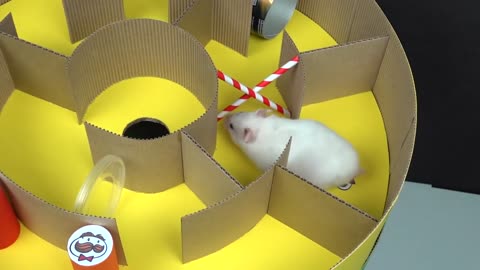 Hamster Pringles Maze